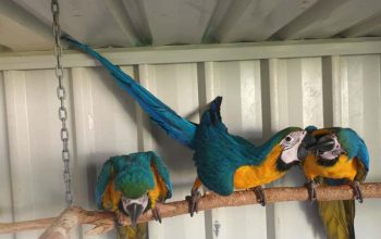 Blue and gold macaw parrots for sale