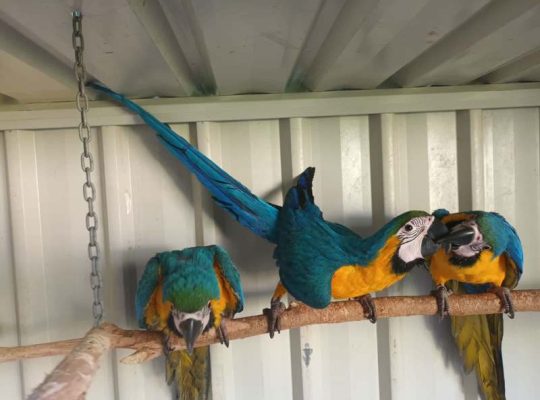 Blue and gold macaw parrots for sale